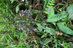 Andrographis producta